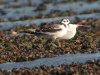 Little Gull at Southend Seafront (Steve Arlow) (108481 bytes) Little Gull at Southend Seafront (Steve Arlow) (108481 bytes)